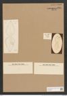 Dictyoneis marginata (Lewis) Cleve (de-Toni-Nr.: Genus 2, Species 839) Zeichnungen Sammlung Grunow Nr. 1665 (NHMW-BOT-W0368523)